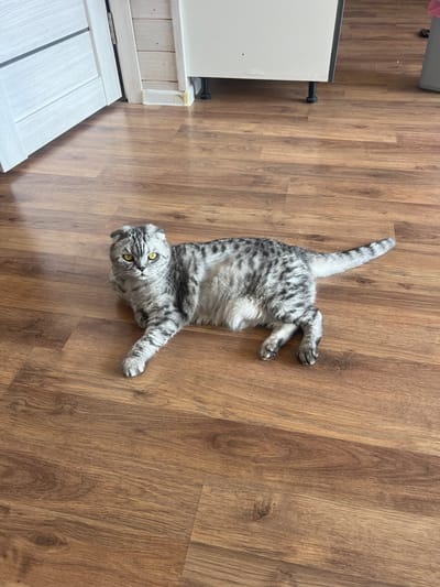 A Scottish Fold cat with grey and black tabby markings and bright yellow eyes lies on a wooden floor. The cat is on its side, with its front legs extended and its hind legs tucked underneath. The cat's tail is also extended, with black rings visible. In the background, a white door and a portion of a white cabinet are visible. The floor is made of wooden planks with a visible grain pattern. The scene appears to be indoors, in a domestic setting. The location in the city of Krugloye, Russia is not determinable from the image.