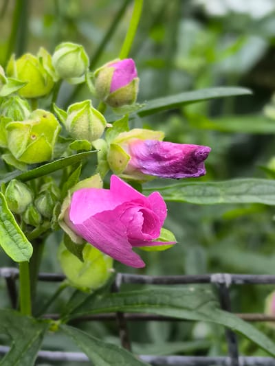 The image depicts a close-up of pink and purple flowers with green buds and leaves, likely taken in a garden setting. The flowers are in various stages of bloom, with some fully open and others still tightly budded. The background is softly blurred, showing more greenery and what appears to be a dark-colored wire fence. The overall impression is one of natural beauty and delicate flora. The image was taken in Mosėdis, Lithuania, a region known for its amber museum and stone landscapes.