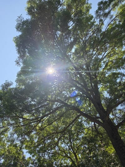 This is a low-angle shot of a large tree with dense foliage against a bright blue sky. The sun is shining through the leaves, creating lens flare and dappled light throughout the image. The branches of the tree are thick and dark, contrasting with the green leaves. The overall impression is one of lush greenery and bright sunlight. There are no people or animals visible in the image. The location of Indzhe Voyvoda, Bulgaria is not evident from the image itself.