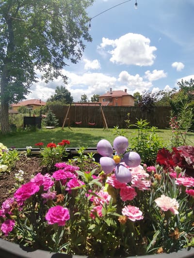 The image depicts a bright outdoor scene in the city of Gara Elin Pelin, Bulgaria. In the foreground, a planter is filled with an assortment of vibrant pink and red carnations, along with other smaller white and yellow flowers. A decorative purple flower pinwheel with a yellow center sits prominently among the blossoms.
The middle ground reveals a lush green lawn that extends towards a wooden fence. On the lawn, a swing set with two red swings is visible. Behind the swing set, a small evergreen tree stands, and a dark-colored outdoor storage unit is positioned near a large tree on the left side of the frame.
In the background, houses with orange-tiled roofs are situated behind the fence, surrounded by trees and vegetation. The sky is a clear blue, dotted with fluffy white clouds. String lights with visible bulbs are suspended across the upper portion of the image, suggesting an outdoor gathering space or decorative lighting. No people are visible in the scene.