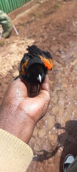 An outdoor scene in Tembelio ward, Kenya, depicts a black bird with prominent red-orange shoulder patches and a white beak resting within the cupped palm of a person's hand. The hand, exhibiting a darker skin tone, is partially covered by a beige knitted sleeve. The immediate ground surface beneath and around the hand consists of moist, reddish-brown soil with visible puddles reflecting sunlight. In the upper left background, a segment of a green corrugated structure is visible. A portion of a shoe, black and white in color, is discernible in the lower right foreground. The scene is illuminated by natural daylight.