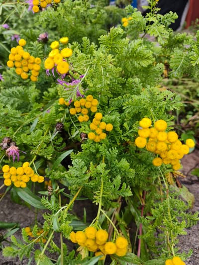 The image shows a close-up view of a cluster of tansy flowers and feathery green foliage. The tansy flowers are small, round, and bright yellow, with some appearing in tight bunches. Interspersed among the yellow flowers are a few thin, spiky purple florets and some dried, dark brown seed heads. The foliage is a vibrant green, with finely divided leaves that create a textured background. The scene is lit by natural light, casting subtle shadows and highlighting the details of the plants. The background is blurred, suggesting an outdoor setting, possibly in a garden or natural area within the city of Катунь, Russia. The composition is a still life of botanical elements, with no people or discernible human activity.