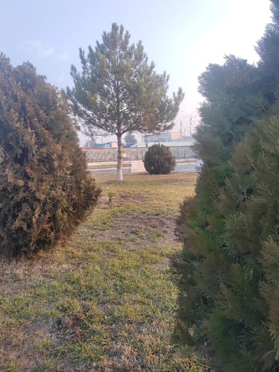 The image shows a grassy area with a few trees. Two large, bushy trees frame the sides, one green and one brown. A taller, slender tree stands in the center, its trunk painted white near the base. Behind this tree is a round bush. The background is slightly blurred, showing a fence and some buildings under a hazy sky.