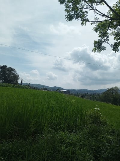 The image displays a rural landscape within Namthoung, Laos. The foreground and midground are dominated by an expansive, sloping field of vibrant green crops, consistent with young rice paddies. Denser, darker green undergrowth occupies the bottom right corner. In the midground, several utility poles with visible wires are positioned on the left, behind the main crop field. Further back and to the right, a light-colored building with a dark roof is discernible among distant structures. A long, dark horizontal line, interpreted as a power line, traverses the upper third of the sky. The background features a line of undulating hills covered in dense green vegetation, meeting a sky with significant white cumulus cloud formations against areas of light blue. The top right corner of the frame is partially obscured by the dark branches and green leaves of an overhead tree. No people are visible within the scene.
