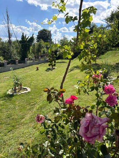 This is a sunny outdoor shot of a garden in Chavei, Bulgaria. The garden is well-kept with lush green grass and manicured hedges. A grey stone fence with red-capped pillars borders the back of the property. In the background, several trees are visible, some of which are quite tall and slender, with bare branches reaching towards the sky. Two small decorative gnomes stand at the base of a young tree in the left foreground, surrounded by a circle of stones. A red decorative object, resembling a gnome, is placed further back in the yard near the fence. The foreground is dominated by a rose bush with several pink and magenta roses in bloom, some appearing slightly wilted. A trellis vine with green leaves and small green berries grows from a wooden pole in the middle ground. The sky is blue with fluffy white clouds.