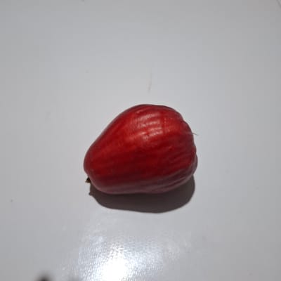A single, ripe red water apple is positioned centrally on a plain white surface. The fruit is oval-shaped with subtle vertical ridges and appears to be the sole subject of the image. The lighting creates a soft shadow beneath the fruit. The overall setting is sterile and without any discernible environmental context related to Reudeuep, Indonesia.