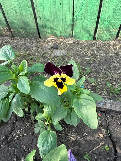 In the city of Chuy-Atasevo, Russia, a close-up shot reveals a single, vibrant pansy bloom with dark purple upper petals and bright yellow lower petals, marked with a black "face" and fine purple veins. The flower is surrounded by lush green foliage, growing from dark, cracked soil. In the background, a weathered, bright green wooden fence stands, its vertical planks showing signs of age. The ground beneath the fence is covered with dry grass and straw. A weathered wooden plank is visible along the bottom edge of the frame, bordering the soil.