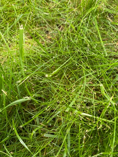 The image shows a close-up, overhead view of a patch of green grass. The grass appears healthy and is densely packed, with individual blades visible. The lighting suggests an outdoor environment, likely during the daytime. The image does not contain any people, discernible objects, or actions. There is no information in the image that would indicate its specific location within the city of Cimișlia, Moldova.