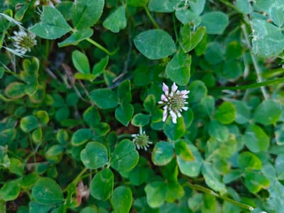 A close-up, overhead shot captures a cluster of small white and pink clover flowers nestled amongst vibrant green clover leaves. The foreground is dominated by the leaves and flowers, with the background blurring into a soft green and brown. The lighting suggests it is daytime, casting subtle shadows and highlighting the textures of the vegetation. The image appears to have been taken outdoors, in a natural setting like a field or meadow.