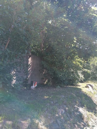 The image shows a rustic outdoor scene with lush green foliage dominating the frame, interspersed with dappled sunlight. In the mid-ground, a rough, textured concrete wall runs horizontally. To the left of the wall, dense green leaves and branches create a natural barrier. To the right of the wall, the foliage continues, with sunlight filtering through, creating bright patches and shadows.

At the base of the concrete wall, near the left side, two decorative figurines are placed. One is a white figurine resembling a goose or duck, with a red beak and red accents around its eyes. Standing slightly behind and to the right of the white figurine is a smaller figurine that appears to be a rooster, predominantly orange and red with a red comb.

The ground in front of the wall is covered in dry grass and some scattered stones, suggesting a natural or slightly unkempt area. The overall impression is one of a quiet, sun-drenched outdoor space, possibly a backyard or a secluded garden area. The presence of the figurines suggests a decorative element within the natural setting. The scene is set during daylight hours, with bright sunlight indicating a clear sky.
