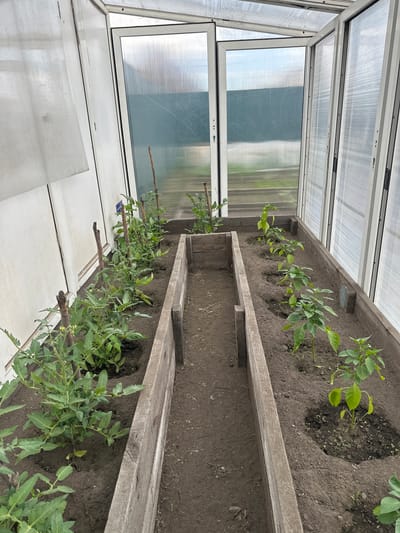 This is an eye-level, interior shot of a greenhouse in Chita, Russia, featuring two raised garden beds. The bed on the left is filled with tomato plants, supported by wooden stakes. The bed on the right contains several young pepper plants. The greenhouse has a translucent roof and walls, with some of the panels showing signs of wear. The overall environment appears to be a well-maintained, personal garden space. There are no people visible in the image.