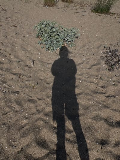 The image depicts a sandy ground with a prominent shadow of a person cast across it. The sand shows ripples and small white shell fragments, indicating a beach or a sandy area. There are a few sparse green plants scattered on the sand, and some dried twigs and vegetation in the upper left corner. The shadow is the dominant subject, suggesting the photo was taken on a sunny day. The shadow itself is long and appears to be of a person standing, with a distinct outline of a head and shoulders. The lighting and the texture of the sand suggest it is daytime, likely late morning or afternoon, given the length and angle of the shadow. No text is visible in the image. The setting appears to be natural and possibly outdoors, given the presence of sand, plants, and shadows. The overall mood is neutral and observational.