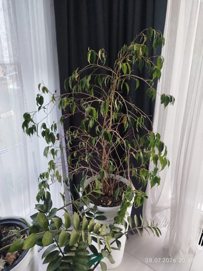A tall ficus tree with sparse green leaves and bare branches stands in a white pot in front of a window with sheer white curtains on the left and dark curtains on the right. Another plant with lush green leaves is visible in the foreground, also in a white pot. The floor appears to be tiled or linoleum. A timestamp "08.07.2026 20:29" is visible in the lower right corner of the image. The scene is indoors, likely in a residential setting. No people are present.