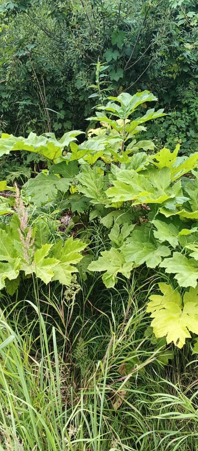 The image depicts a dense cluster of large-leafed plants, possibly burdock or a similar species, with vibrant green foliage dominating the foreground and midground. These plants are interspersed with tall, thin grasses and some lighter green, yellowing leaves are visible on the right side, suggesting potential early signs of senescence or a different plant variety. The background is a thick wall of dark green foliage, indicative of dense undergrowth or trees, creating a natural, somewhat wild environment. No people or man-made objects are apparent in the scene. The lighting suggests an overcast or shaded day, contributing to the lush, verdant atmosphere. The location is Pirogovo, Russia.
