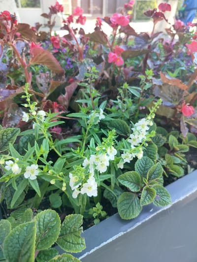 This is a close-up, eye-level, outdoor, natural light photograph of a planter box filled with various plants. In the foreground, there are several plants with textured, green leaves and a grey planter edge. Above these, a cluster of delicate white flowers with yellow centers bloom on thin green stems. Behind these, there are plants with dark red, textured leaves and bright pink flowers. Small, dark purple flowers are also visible scattered amongst the greenery. The background is softly blurred, suggesting an urban environment with hints of buildings and possibly other foliage. The scene is static, with no visible people or ongoing activity. This planter box is likely located in a public space within the city of Labinsk, Russia, possibly a park, garden, or sidewalk area.