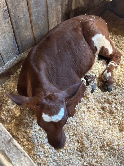 The image shows a brown and white calf lying down in a pen filled with wood shavings. The calf's head is visible, with large ears and a white marking on its forehead. Its body is mostly covered by the shavings, with a white patch visible on its flank. The pen is made of wooden planks, some of which are visible in the background and foreground. There are some small white specks scattered on the calf's fur and the wood shavings, possibly sawdust or debris. The lighting is dim, suggesting an indoor environment. The image does not provide information about the location in the city of South Dundas, Canada.