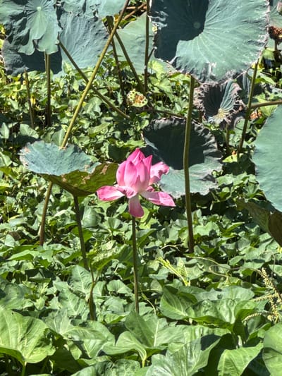 The image displays a close-up, overhead view of a lotus flower in bloom, with its vibrant pink petals contrasting against a backdrop of lush green foliage and large, round lily pads. The lotus flower, the central subject, is partially open, revealing its delicate structure. Several thick, green stems crisscross the frame, supporting the lily pads and the flower. The lily pads are a deep green, with some showing signs of wear and tear, such as dried edges. The surrounding vegetation is dense and varied, suggesting a natural water habitat. The lighting indicates it is daytime, with sunlight casting shadows on the leaves and flower, hinting at a clear, possibly warm, day. There are no people visible in the image. The scene is set in a natural environment, likely a pond or slow-moving body of water in Hòa Đa, Vietnam, given the location context. The overall impression is one of natural beauty and tranquility.