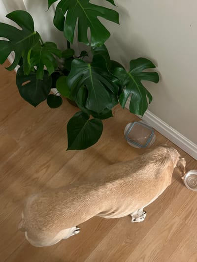 A tan Labrador retriever lies on a wood floor, its back to the viewer. Beside it, near a white baseboard, sits a clear water bowl and a container of food. To the left, a vibrant monstera plant with large, fenestrated leaves sits in a pot, adding a touch of green to the scene. The composition is a high-angle shot, capturing a domestic moment.