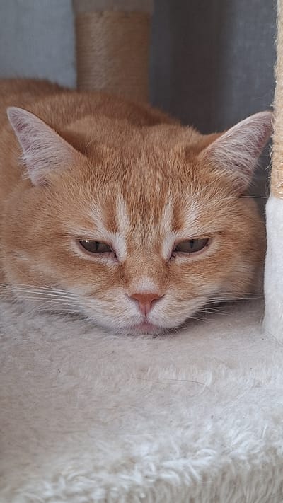 A close-up, eye-level shot shows the face of an orange tabby cat lying down. The cat's head is resting on a soft, textured surface that appears to be a carpet or plush material. The background is out of focus, with a light-colored object on the right side of the frame, possibly a piece of furniture or a scratching post. The cat's eyes are partially closed, and its expression suggests it is relaxed or sleepy. The lighting is soft, highlighting the texture of the cat's fur and the surrounding environment. There are no humans or other animals visible in the image. The scene is indoors and does not provide any specific clues about its location in Schwaikheim, Germany.