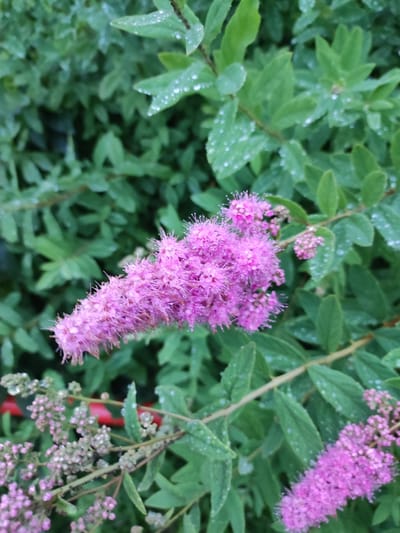 The image shows a close-up of pink flowers with green foliage in the background. The flowers are clustered on thin stems, with many small, delicate petals and stamens. Water droplets are visible on the leaves, suggesting that it may have recently rained or that the plants are dewy. The foliage is dense and leafy, providing a soft, out-of-focus backdrop to the flowers. The overall impression is one of natural beauty and freshness. The location is identified as Alabino, Russia.