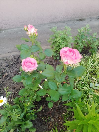 A close-up, eye-level shot shows a cluster of pink roses and other greenery in a garden bed. The roses have multiple layers of petals and appear to be in various stages of bloom, with some fully open and others still in bud. The leaves are a deep green and appear healthy. In the foreground, there are a few small white flowers with yellow centers, likely daisies. The soil in the garden bed is dark and appears moist, with some small stones and debris scattered throughout. The background shows a light-colored, textured wall and a paved surface, possibly a sidewalk or driveway. The overall impression is a well-maintained garden area. The image does not contain any people or animals. The location is specified as Myrhorod, Ukraine.
