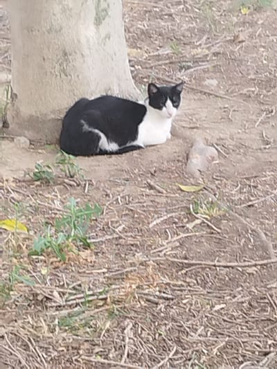 A black and white cat is resting on the dirt ground next to a tree. The cat is mostly black with white markings on its chest, paws, and face. It is lying down with its head up, looking towards the right side of the frame. The ground is covered in dry leaves, twigs, and some sparse green vegetation. A rough-barked tree trunk is visible to the left of the cat. The scene appears to be outdoors in a natural setting, possibly a park or garden. The lighting suggests it might be daytime, with soft shadows indicating diffused sunlight. The overall mood is calm and peaceful, with the cat appearing relaxed. There is no visible text in the image. The location context is Jerez, Spain.