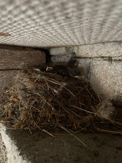 The image shows a close-up view of a bird's nest, likely in an outdoor setting in Gerstheim, France. The nest is constructed from dried grass, twigs, and what appears to be some fluff or downy feathers. It is nestled in a crevice formed by rough, textured surfaces, possibly concrete or stone, and a piece of weathered wood.
Within the nest, several very young birds are visible. Their mouths are open, and their beaks are a pale color, suggesting they are being fed or are waiting to be fed. Their bodies are dark and covered in a fine down. The overall scene is dimly lit, hinting that the photograph was taken in the early morning, late evening, or in a shaded area.
The rough texture of the surrounding materials, particularly the corrugated-like pattern on the left side of the frame, provides a strong visual cue of the setting. The weathered wood suggests an established, perhaps slightly neglected, outdoor location, such as a corner of a building, a garden structure, or a sheltered alcove. The image captures a moment of natural behavior, focusing on the vulnerability and nascent life within the nest. No text is visible in the image.