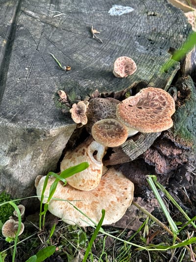 A collection of various sized, tan and brown mushrooms are growing on and around the base of a weathered, grey tree stump in Keila-Joa alevik, Estonia. The stump has a rough texture with visible grain lines and some cracks. Several mushrooms are clustered together, with some appearing to be layered on top of others. One particularly large mushroom is prominent in the lower right of the frame, with a broad, flat cap. Smaller mushrooms are scattered around the stump and on some decaying wood fragments. Green grass and other vegetation are growing around the base of the stump and in the surrounding ground. A single green seedling with brown seeds is visible on the surface of the stump in the upper left quadrant. The lighting suggests it is daytime, with shadows cast by the mushrooms and vegetation.