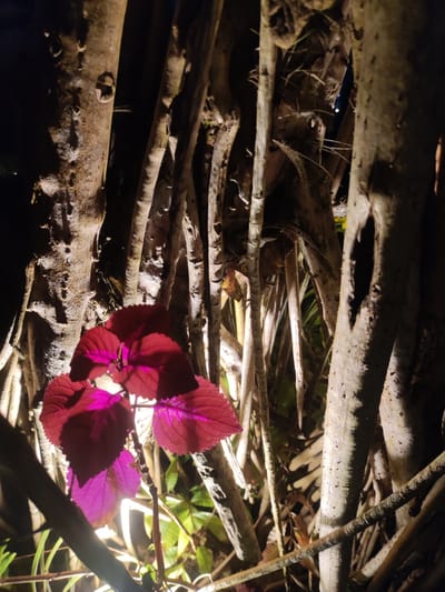 The image displays a static, close-up, vertical composition of dense arboreal foliage under artificial illumination, set in Mas, Indonesia. In the lower-left quadrant, a cluster of reddish-purple leaves from a plant is brightly illuminated from below by an unseen light source, rendering them vibrant magenta with visible veining. These leaves contrast sharply with the surrounding environment. The background consists of a dense, intricate entanglement of numerous vertical and diagonal tree trunks and branches, exhibiting light-brown to grey bark textures. Some visible features include bark indentations, small protrusions, and a distinct vertical elongated hollow in one of the thicker branches on the right. Strong highlights from the artificial light source are visible on the lower and central portions of the tree structures, while the upper and deeper background areas remain in deep shadow. No human or animal subjects are present within the frame.