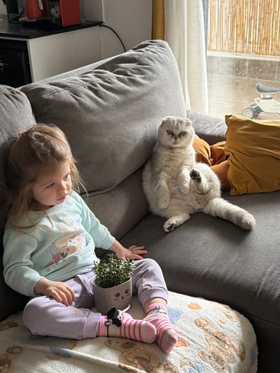 The scene is depicted indoors, within a residential setting in Harish, Israel, featuring a young child and a cat on a gray sectional sofa and an adjacent floor area.
A child, approximately 2-4 years old with light brown hair, is seated on a patterned cream and brown blanket on the floor in the foreground, facing towards the right side of the frame with her gaze directed downward. She wears a light blue long-sleeved shirt with a bunny graphic and light purple sweatpants. Her feet are clad in pink and white striped socks, with a small black bow detail visible on the left sock. A small potted plant with green foliage rests in a light gray pot designed with a cat face, positioned directly in front of the child.
To the right and slightly behind the child, on the gray sectional sofa, a light-colored Scottish Fold cat is seated upright, with its front paws held close to its body and one hind leg extended horizontally to its right. The cat possesses folded ears and distinctive yellow-green eyes, with its gaze directed towards the viewer. Behind the cat, an orange-yellow throw pillow is partially visible on the sofa.
The background includes a large window with a light-colored curtain and a bamboo-style screen visible outside. Through the window, an outdoor balcony or patio area with a light-colored tiled floor is visible, where a white children's scooter with black handlebars and seat is parked. To the upper left, a portion of a kitchen area is visible, featuring a black countertop and a red coffee machine.
