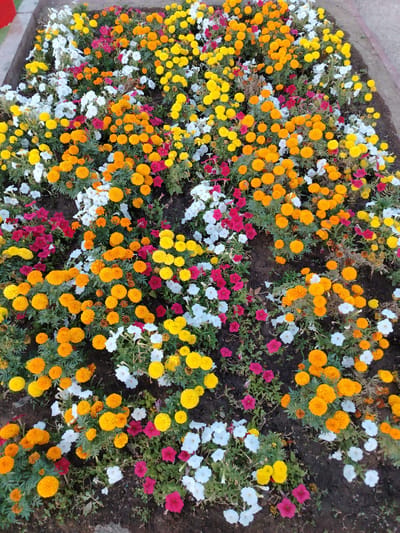 This is a high-angle, full shot of a dense flower bed filled with a variety of colorful flowers, predominantly marigolds in shades of yellow and orange, interspersed with white and pink petunias. The flowers are packed closely together, creating a vibrant tapestry of color against the dark soil. Some of the marigolds are fully bloomed, with rounded, ruffled petals, while others are still in bud. The petunias have delicate, trumpet-shaped flowers. The overall impression is one of abundant floral growth. The scene appears to be outdoors, likely in a garden or park. The lighting suggests it could be daytime, possibly late afternoon or early morning due to the soft quality of the light. There are no people visible in the image, nor any text. The setting is consistent with a planted flower bed, possibly in a temperate climate given the types of flowers. The location context of Baikonur, Kazakhstan, suggests this could be a public garden or an area within a residential or administrative complex.