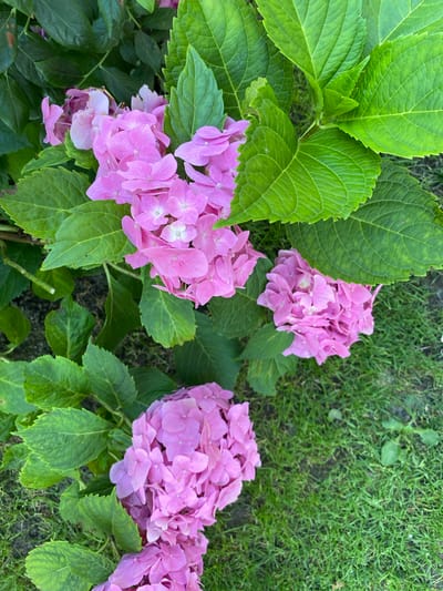 This is a close-up, top-down, eye-level, outdoor, natural light, medium shot of pink hydrangeas with vibrant green leaves. The flowers are in various stages of bloom, some fully open and others still budding. The leaves are large and serrated, with prominent veins. The background consists of green grass and dark soil. The image appears to have been taken in a garden or park setting.