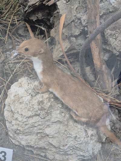 The image shows a taxidermied weasel specimen in a display case, likely in an exhibit about local wildlife. The weasel, light brown with a white chest, lies atop a rock. The background includes soil, twigs, and what appears to be part of a burrow or den. The location is Srebarna, Bulgaria, presumably because this is where the specimen was collected or where the exhibit is located. The image appears to be taken through the glass of the display case.