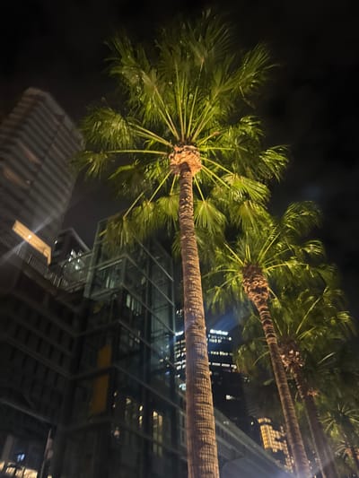 The image captures an urban night scene in Barangaroo, Sydney, Australia. The foreground is dominated by a row of several tall palm trees, their green fronds and textured brown trunks brightly illuminated by upward-directed artificial lights. The tallest palm tree occupies the central vertical axis of the frame. In the mid-ground, to the left of the main palm tree, a modern, multi-story building with a distinctive curved facade and horizontal architectural elements rises against the dark sky. Below and to the right of this building, another contemporary structure with dark glass panels features a prominent glass-enclosed section, possibly a vertical transport shaft, revealing internal structural elements. Further in the background, numerous additional high-rise buildings with illuminated windows are visible, confirming a dense metropolitan environment. The sky is dark and clear, indicating nighttime. No individuals, specific actions, or interactions are discernible within the frame.