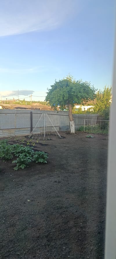 The image depicts a backyard scene in the village of Khokhly, Russia. In the foreground, dark soil covers the ground, with some small pebbles visible. To the left, a patch of green plants, likely a vegetable garden, is thriving. Further back, a white, conical structure, possibly a trellis or support for plants, stands in the dirt. A mature tree with a rough, light-colored trunk and a full canopy of green leaves is positioned to the right of the structure. Behind the tree, a corrugated metal fence runs horizontally across the middle of the frame, separating the yard from a residential area. Rooftops of houses, some with visible structures like chimneys, can be seen beyond the fence, along with electrical wires and poles against a clear blue sky with a few wispy clouds. The overall impression is of a rural or semi-rural setting, likely during daytime in warm weather, given the lush greenery.
