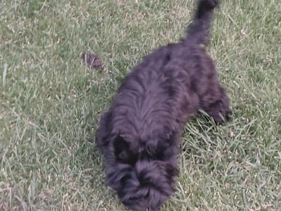 The image shows a black dog lying on green grass. The dog is facing downwards, with its head in the foreground. Its fur is dark and appears to be curly or wavy. The grass is short and somewhat patchy in places. There is a small, dark object on the grass to the left of the dog, which may be a piece of dirt or debris. The image appears to have been taken outdoors. The location of Podstepki, Russia, is not discernible from the visual content of the image.