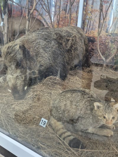 The image shows a taxidermied wildcat and wild boar in a diorama, likely within the Srebarna Nature Reserve museum in Bulgaria. The scene depicts the animals in a naturalistic setting with dried grass and a backdrop featuring a forest scene. The wildcat is light brown, and is resting on a bed of dried grass. The boar is larger and predominantly grey-brown. A square tag with the number "19" printed on it is visible near the wildcat. The entire scene appears to be displayed behind glass.