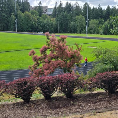 The image depicts an outdoor scene at a stadium or athletic field in Portland, Oregon, United States. In the foreground, a line of dark red-leaved bushes borders a mulched area. Behind these bushes, a running track with white lane markers is visible. A person, a young woman wearing a red shirt and blue jeans, is walking on the track. To the left of the track is a vibrant green, mowed field. Further in the background, a large tree with feathery pink blossoms stands prominently. Beyond the field, a dense forest of evergreen trees grows, and behind the trees, a multi-story building with a modern architectural style is visible. The sky is overcast. A tall lamppost with attached fixtures is situated to the left of the field.
