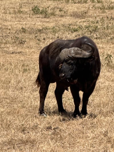 An African buffalo stands in a dry, golden-brown grassy field within the city of Ilturot Lorkereyan, Tanzania. The large, dark-coated animal faces slightly right, with its head turned left, appearing to observe the viewer. Its robust body is covered in dark brown to black fur. Prominent, heavy horns curve outwards and upwards, featuring a textured, light-colored boss across the forehead. A small, reddish-brown bird is perched on the buffalo's head, near its left eye. The buffalo's mouth is slightly ajar. Its sturdy legs terminate in dark hooves; the front left hoof shows a lighter, reflective area. The environment consists of short, dried grasses and scattered, sparse green vegetation under direct sunlight. No other subjects or objects are visible.