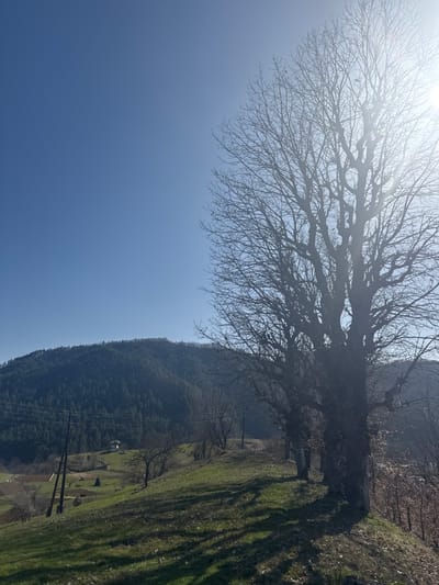 This image captures a wide-angle outdoor scene in Kozarka, Bulgaria, under clear daylight conditions with significant sun glare. The foreground on the right is dominated by a large, mature deciduous tree with thick, gnarled trunks and bare branches, heavily backlit by direct sunlight emanating from the upper right, causing lens flare. Several smaller, bare deciduous trees extend in a line behind the primary tree, receding along a grassy ridge that slopes downwards to the left. The ridge features patches of green grass interspersed with darker earth, and elongated shadows are cast across the terrain. In the midground, a valley contains sparse human habitation, including a prominent white-roofed building and other smaller structures amidst green fields. Several utility poles with overhead lines are visible in this area. The background is defined by a large, dark green forested mountain or hill, predominantly covered with coniferous trees, extending across the horizon. The sky is a clear, bright blue, transitioning to intense brightness where the sun is positioned. No individuals, animals, or explicit actions are discernible.
