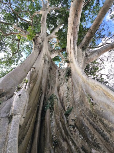 The image shows a large, old tree in Tua, Indonesia. The tree has a thick, light-colored trunk with deep ridges and crevices. Moss and small plants grow on the trunk. Several large branches extend from the trunk, reaching up towards the sky. Green leaves are visible in the canopy of the tree, and the sky is blue with some clouds. The photograph is taken from a low angle, looking up at the tree.
