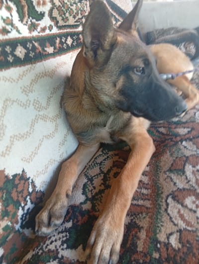 A medium shot shows a dog lying on a rug. The dog is a German Shepherd with brown and black fur. It is lying on its side with its head resting on its paws. The rug is a traditional Moldovan carpet with intricate patterns. The background is blurry and out of focus, but it appears to be an indoor setting. The image is taken from a high angle.