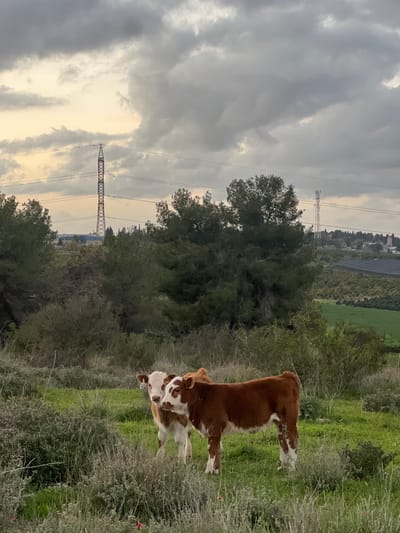 Two young brown and white cows nuzzle each other in a grassy field. Trees and bushes fill the background with a line of distant buildings on a rise. An electrical transmission tower stands tall under a cloudy sky, casting a pale light on the landscape.