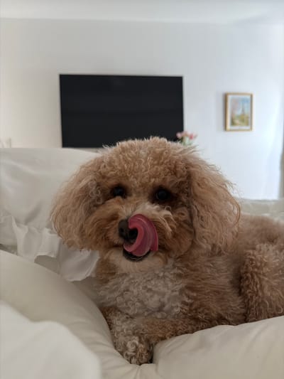 This media file shows a close-up, angled view of a light brown poodle, likely a toy or miniature breed, resting on a white surface, possibly a bed or couch. The dog is lying down, with its head tilted and its tongue playfully sticking out. Its fur is curly and light brown, with some darker undertones. The background is a plain white wall, with a small framed picture hanging on it. To the left of the dog and below the picture, there is a black rectangular object, possibly a television screen or a piece of art. A few small pink flowers are visible near the top edge of the black object. The lighting suggests it is daytime, and the indoor setting appears to be a room in a home. The dog's expression is relaxed and happy, with its eyes looking slightly upwards. There is no visible text in the image. The scene is peaceful and intimate, capturing a candid moment with a pet.
