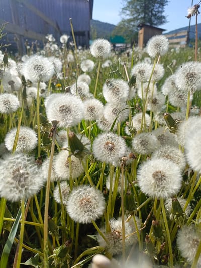 The image depicts a field of dandelions in the seed-head stage, with numerous fluffy white orbs dominating the foreground. Green stems and unopened dandelion buds are interspersed among the seed heads. In the background, a wooden structure is visible, and a distant hill or mountain can be discerned beneath a clear, blue sky. Based on the prompt information, the location is presumably in Gabdyukovo, Russia.