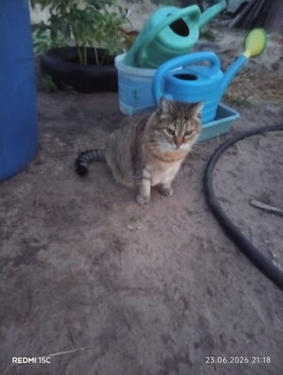 A fluffy, multi-colored cat with a striped tail sits on sandy ground. Behind the cat, two watering cans are visible, one light blue and one turquoise. A blue barrel is to the left of the cat, and a black hose is to the right. In the background, green foliage suggests the presence of plants, possibly in a garden or yard. The ground appears dry and dusty.
The image is a still photograph, and no specific activity is clearly depicted other than the cat resting. The lighting suggests it might be late afternoon or early evening, given the soft light. There are no visible people.
Visible text in the image includes "REDMI 15C" in the bottom left corner and "23.06.2026 21:18" in the bottom right corner, indicating the device used for capture and the date and time. The location context provided is Mykolaivka, Ukraine.