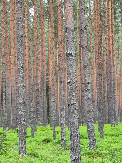 The image depicts a dense pine forest with an undergrowth of bright green foliage, likely bilberry bushes. The pine trees are tall and slender, with rough, textured bark, varying in shades of brown and gray. The ground is covered in a thick carpet of vibrant green, indicating a healthy, well-established forest floor. The lighting suggests an overcast or shaded environment, common in dense woodlands. The scene appears to be a natural, undisturbed forest in the vicinity of Hargla, Estonia. There are no people or animals visible in the frame. The image captures the texture and verticality of the pine trees, contrasted with the low-lying, sprawling greenery.