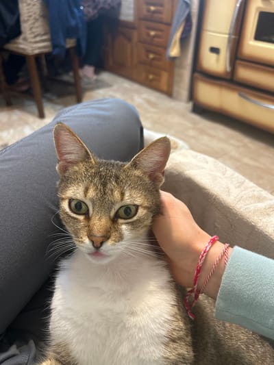 An indoor scene in what is presumed to be a domestic residence in Cherniche, Bulgaria, shows a tabby and white cat sitting on a person's lap. The cat, with prominent green eyes, a pink nose, and visible whiskers, looks directly forward. Its fur is a mix of brown, grey, and white stripes, with a solid white chest and belly. A human right hand, wearing two red and white braided bracelets (Martenitsa), is gently petting the cat's head and neck area. The person's left leg, clothed in grey trousers, is visible to the left of the cat. In the background, a light-colored tiled floor extends, and various pieces of furniture are visible. To the left, a wooden chair with an upholstered seat and the lower legs/feet of another person are partially visible. In the center-rear, a wooden chest of drawers or cabinet is present. To the right, a vintage-style, cream-colored kitchen appliance, possibly an oven or stove, stands against the wall. The lighting appears to be ambient indoor light.