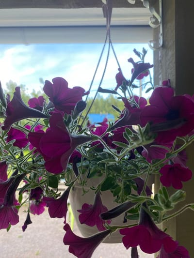 The image shows a close-up of hanging petunias with deep pink flowers, some of which are in focus and others are blurred. The flowers are clustered together in a white hanging pot, supported by strings. The background reveals a window with a view of a partly cloudy sky, trees, and what appears to be a blue structure in the distance, possibly a building. The setting is an outdoor environment, suggesting a balcony or patio in Leipyasuo, Russia, given the contextual information. The lighting is natural and slightly diffused, highlighting the velvety texture of the petals and the fuzzy stems and leaves of the petunias. There are no people or animals visible in the frame. The overall impression is a still life of flowering plants against a soft, natural backdrop.