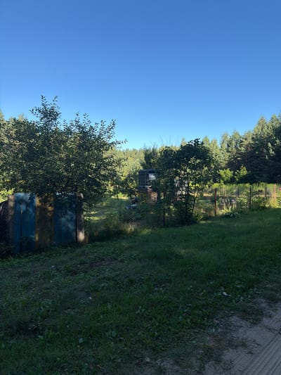 This is a vertical, wide-angle photograph of a rural backyard in the Klimatssky Rural Council, Belarus. The image is dominated by a clear, bright blue sky on the left and a grassy yard on the right, bordered by trees and a fence.
In the foreground, a large, leafy tree with small red berries is visible, casting a shadow on a section of a weathered wooden fence with blue and green painted panels. Beyond the fence, a chain-link fence runs along a garden area with various plants and flowers, including some with purple blossoms. Further back, a large evergreen tree stands tall, and behind it, a dense forest can be seen.
On the right side of the image, the yard transitions into a patch of mown grass, and further into the distance, a sandy or dirt path with tire tracks is visible. The overall scene suggests a sunny day, likely late morning or early afternoon, given the bright sunlight and clear sky. There are no people visible in the image. The setting appears to be a peaceful, natural environment, possibly a residential backyard or a smallholding. The lighting creates a good contrast between the sunny areas and the shadows cast by the foliage and structures.
